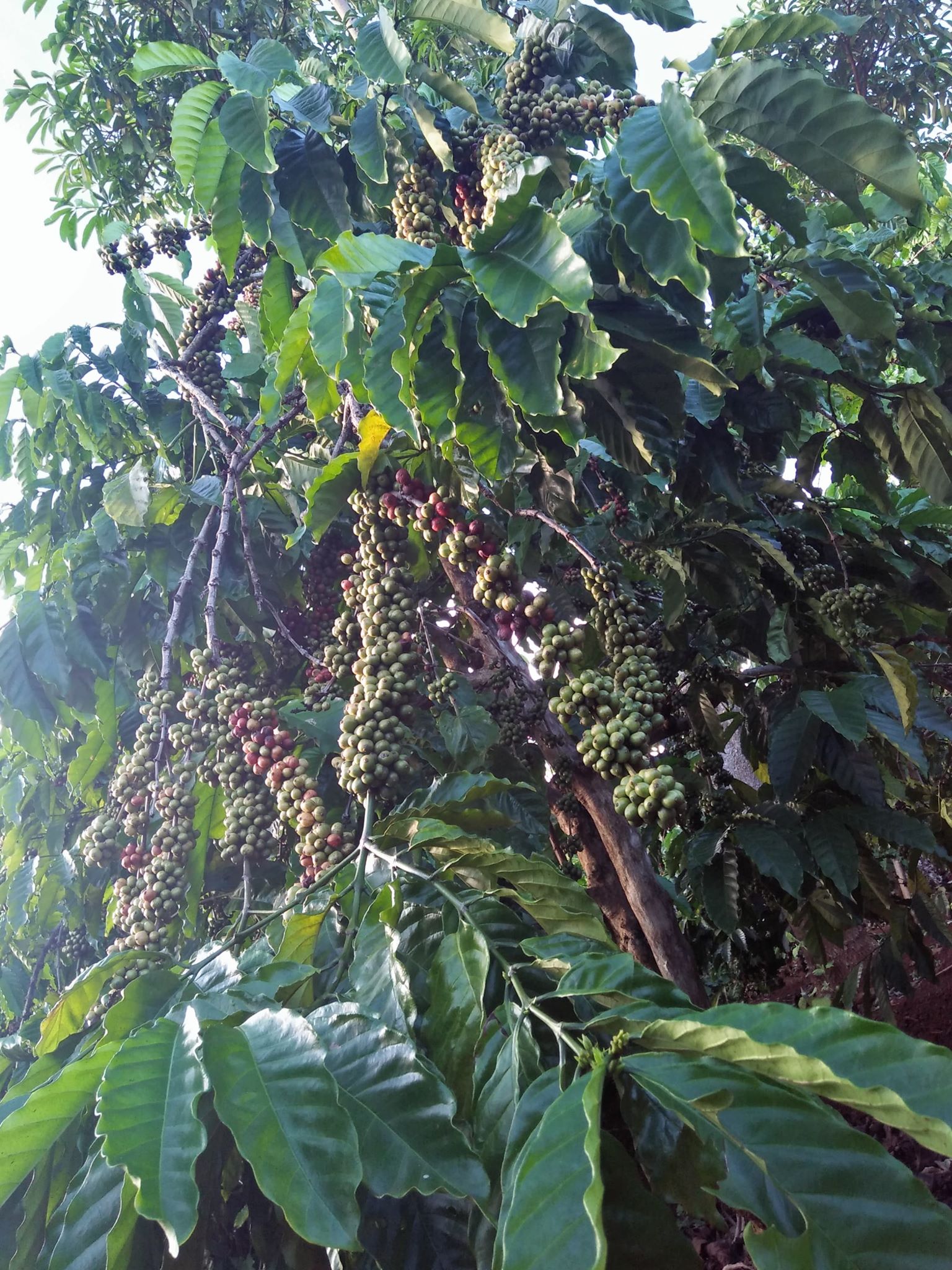 Cây cà phê với tán lá xanh và các chùm quả tại Đắk Lắk.