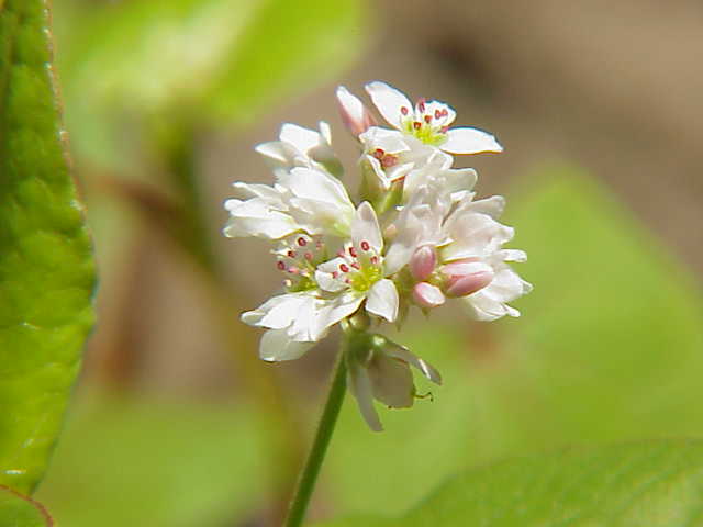 Hoa tam giác mạch (Fagopyrum esculentum), ảnh minh hoạ; không phải ảnh lễ hội năm 2026.
